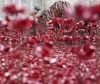 <em>War Horse</em> star Joey visits Tower of London poppies